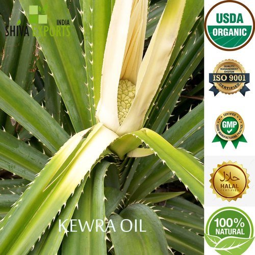 On the Trail of Smell with Kewda Essence